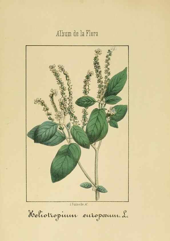 Reproducción/Reproduction 8157626731: Album de la flora médico-farmacéutica é industrial, indígena y exótica,. Madrid,Impr. de la Galeria literaria,1862-64.