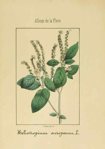 Reproducción/Reproduction 8157626731: Album de la flora médico-farmacéutica é industrial, indígena y exótica,. Madrid,Impr. de la Galeria literaria,1862-64.