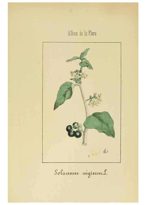 Reproducción/Reproduction 8157627101: Album de la flora médico-farmacéutica é industrial, indígena y exótica,. Madrid,Impr. de la Galeria literaria,1862-64.