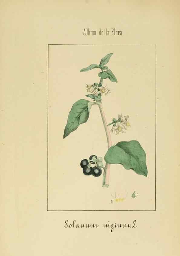 Reproducción/Reproduction 8157627101: Album de la flora médico-farmacéutica é industrial, indígena y exótica,. Madrid,Impr. de la Galeria literaria,1862-64.