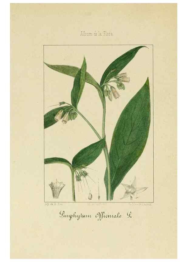 Reproducción/Reproduction 8157624201: Album de la flora médico-farmacéutica é industrial, indígena y exótica,. Madrid,Impr. de la Galeria literaria,1862-64.