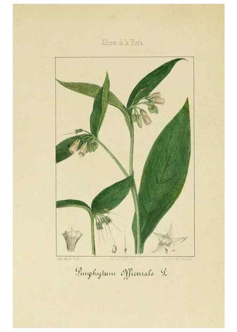 Reproducción/Reproduction 8157624201: Album de la flora médico-farmacéutica é industrial, indígena y exótica,. Madrid,Impr. de la Galeria literaria,1862-64.
