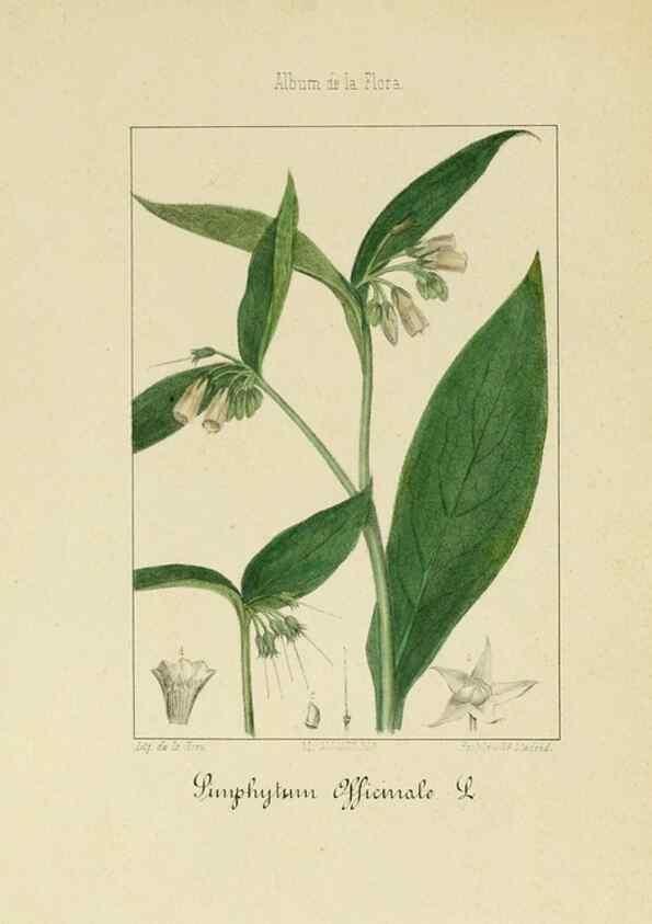 Reproducción/Reproduction 8157624201: Album de la flora médico-farmacéutica é industrial, indígena y exótica,. Madrid,Impr. de la Galeria literaria,1862-64.
