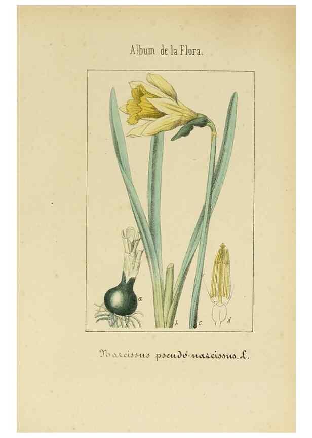 Reproducción/Reproduction 8157655023: Album de la flora médico-farmacéutica é industrial, indígena y exótica,. Madrid,Impr. de la Galeria literaria,1862-64.