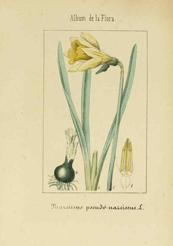 Reproducción/Reproduction 8157655023: Album de la flora médico-farmacéutica é industrial, indígena y exótica,. Madrid,Impr. de la Galeria literaria,1862-64.
