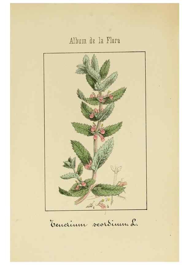 Reproducción/Reproduction 8157636527: Album de la flora médico-farmacéutica é industrial, indígena y exótica,. Madrid,Impr. de la Galeria literaria,1862-64.