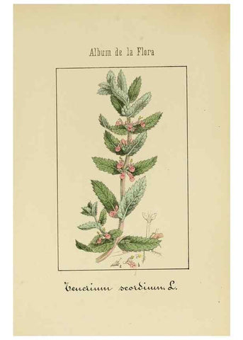 Reproducción/Reproduction 8157636527: Album de la flora médico-farmacéutica é industrial, indígena y exótica,. Madrid,Impr. de la Galeria literaria,1862-64.