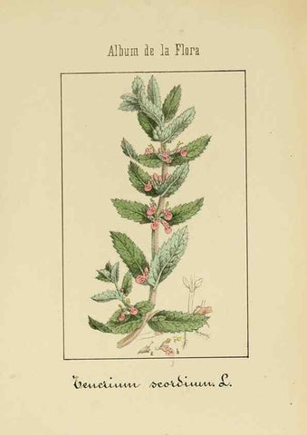 Reproducción/Reproduction 8157636527: Album de la flora médico-farmacéutica é industrial, indígena y exótica,. Madrid,Impr. de la Galeria literaria,1862-64.