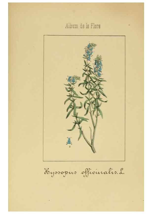 Reproducción/Reproduction 8157670030: Album de la flora médico-farmacéutica é industrial, indígena y exótica,. Madrid,Impr. de la Galeria literaria,1862-64.