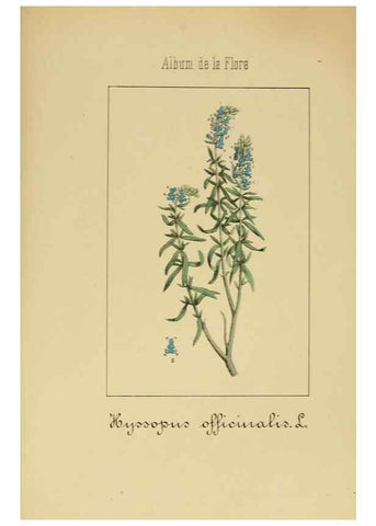 Reproducción/Reproduction 8157670030: Album de la flora médico-farmacéutica é industrial, indígena y exótica,. Madrid,Impr. de la Galeria literaria,1862-64.