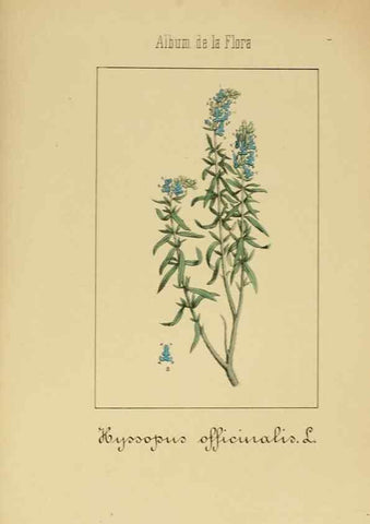 Reproducción/Reproduction 8157670030: Album de la flora médico-farmacéutica é industrial, indígena y exótica,. Madrid,Impr. de la Galeria literaria,1862-64.