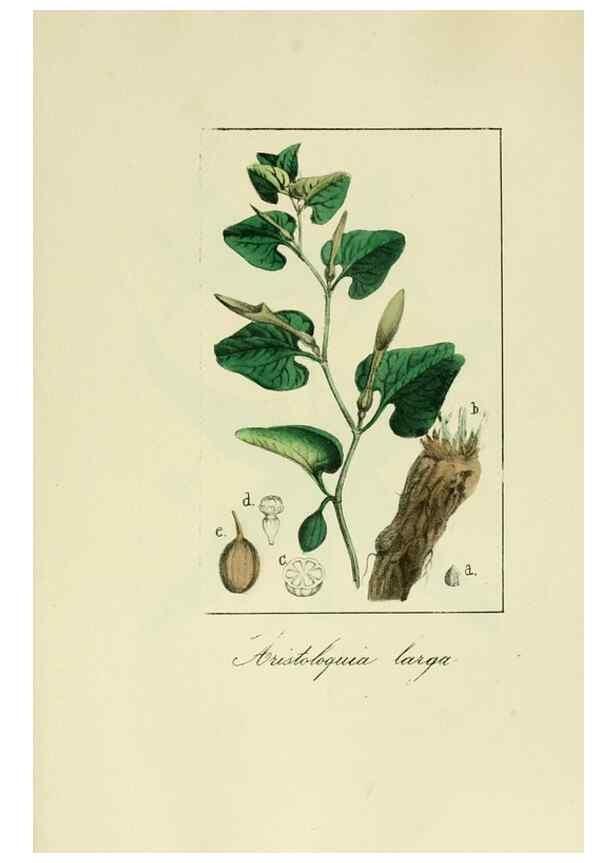 Reproducción/Reproduction 8157679532: Album de la flora médico-farmacéutica é industrial, indígena y exótica,. Madrid,Impr. de la Galeria literaria,1862-64.