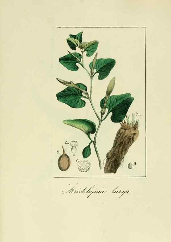 Reproducción/Reproduction 8157679532: Album de la flora médico-farmacéutica é industrial, indígena y exótica,. Madrid,Impr. de la Galeria literaria,1862-64.