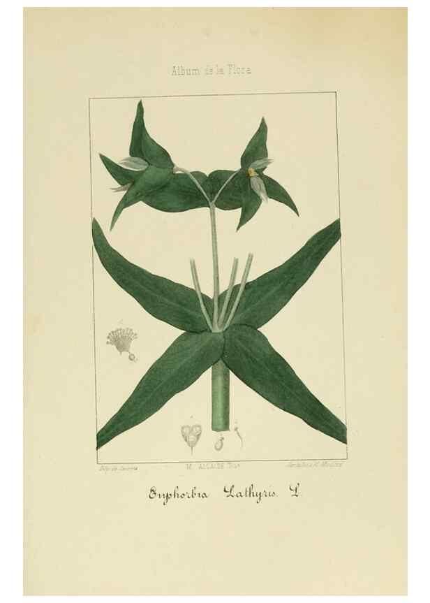 Reproducción/Reproduction 8157679986: Album de la flora médico-farmacéutica é industrial, indígena y exótica,. Madrid,Impr. de la Galeria literaria,1862-64.