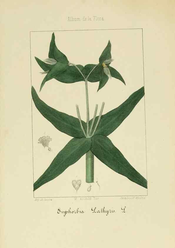 Reproducción/Reproduction 8157679986: Album de la flora médico-farmacéutica é industrial, indígena y exótica,. Madrid,Impr. de la Galeria literaria,1862-64.