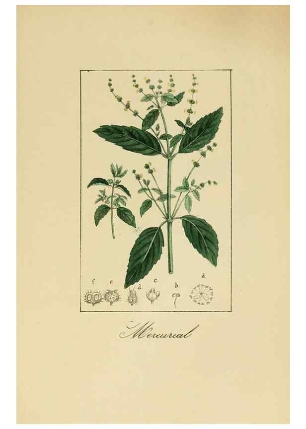 Reproducción/Reproduction 8157647597: Album de la flora médico-farmacéutica é industrial, indígena y exótica,. Madrid,Impr. de la Galeria literaria,1862-64.