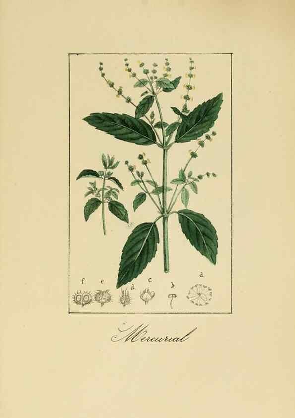 Reproducción/Reproduction 8157647597: Album de la flora médico-farmacéutica é industrial, indígena y exótica,. Madrid,Impr. de la Galeria literaria,1862-64.