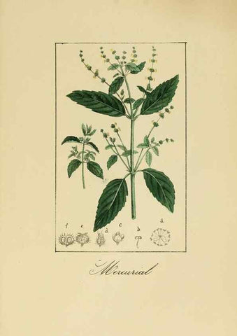 Reproducción/Reproduction 8157647597: Album de la flora médico-farmacéutica é industrial, indígena y exótica,. Madrid,Impr. de la Galeria literaria,1862-64.