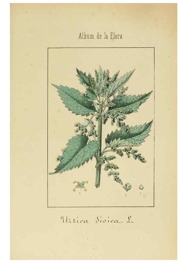 Reproducción/Reproduction 8157680854: Album de la flora médico-farmacéutica é industrial, indígena y exótica,. Madrid,Impr. de la Galeria literaria,1862-64.