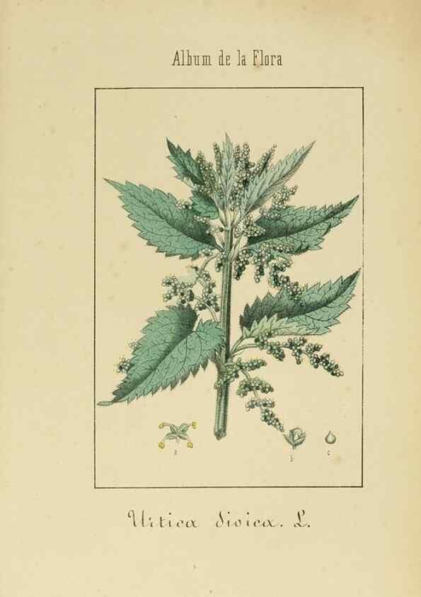 Reproducción/Reproduction 8157680854: Album de la flora médico-farmacéutica é industrial, indígena y exótica,. Madrid,Impr. de la Galeria literaria,1862-64.