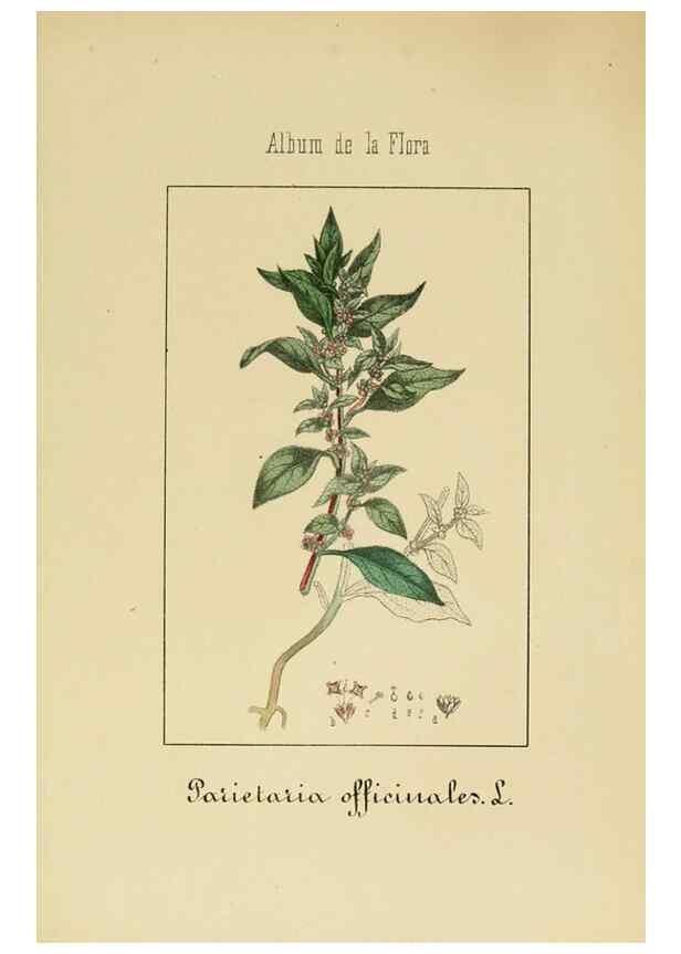 Reproducción/Reproduction 8157648475: Album de la flora médico-farmacéutica é industrial, indígena y exótica,. Madrid,Impr. de la Galeria literaria,1862-64.