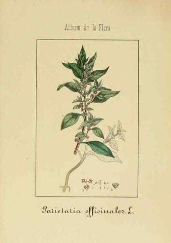 Reproducción/Reproduction 8157648475: Album de la flora médico-farmacéutica é industrial, indígena y exótica,. Madrid,Impr. de la Galeria literaria,1862-64.