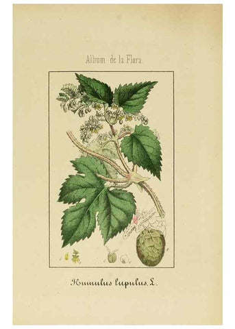 Reproducción/Reproduction 8157648947: Album de la flora médico-farmacéutica é industrial, indígena y exótica,. Madrid,Impr. de la Galeria literaria,1862-64.