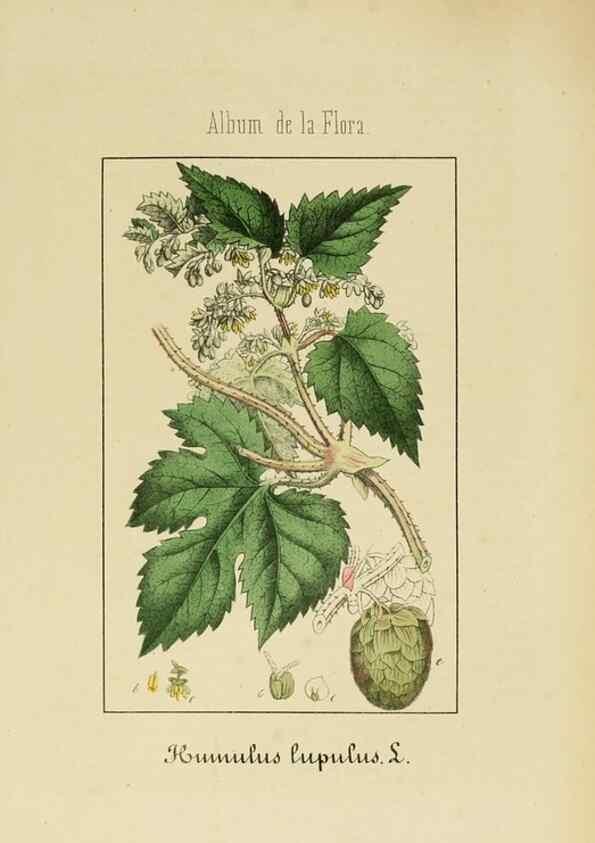 Reproducción/Reproduction 8157648947: Album de la flora médico-farmacéutica é industrial, indígena y exótica,. Madrid,Impr. de la Galeria literaria,1862-64.
