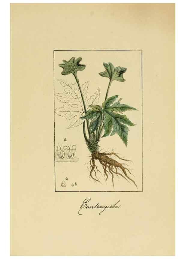 Reproducción/Reproduction 8157649369: Album de la flora médico-farmacéutica é industrial, indígena y exótica,. Madrid,Impr. de la Galeria literaria,1862-64.