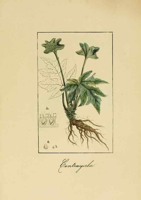 Reproducción/Reproduction 8157649369: Album de la flora médico-farmacéutica é industrial, indígena y exótica,. Madrid,Impr. de la Galeria literaria,1862-64.