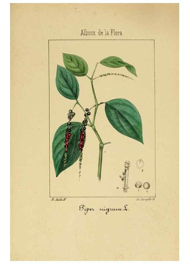 Reproducción/Reproduction 8157683116: Album de la flora médico-farmacéutica é industrial, indígena y exótica,. Madrid,Impr. de la Galeria literaria,1862-64.