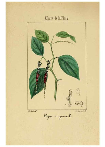 Reproducción/Reproduction 8157683116: Album de la flora médico-farmacéutica é industrial, indígena y exótica,. Madrid,Impr. de la Galeria literaria,1862-64.