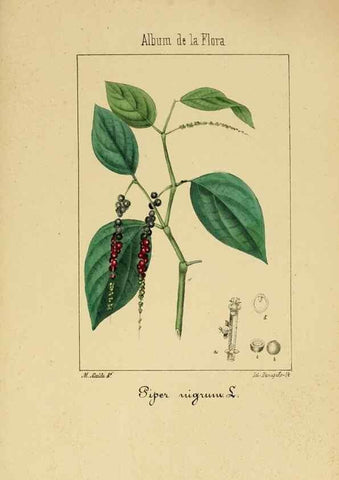Reproducción/Reproduction 8157683116: Album de la flora médico-farmacéutica é industrial, indígena y exótica,. Madrid,Impr. de la Galeria literaria,1862-64.