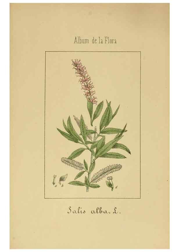 Reproducción/Reproduction 8157650475: Album de la flora médico-farmacéutica é industrial, indígena y exótica,. Madrid,Impr. de la Galeria literaria,1862-64.
