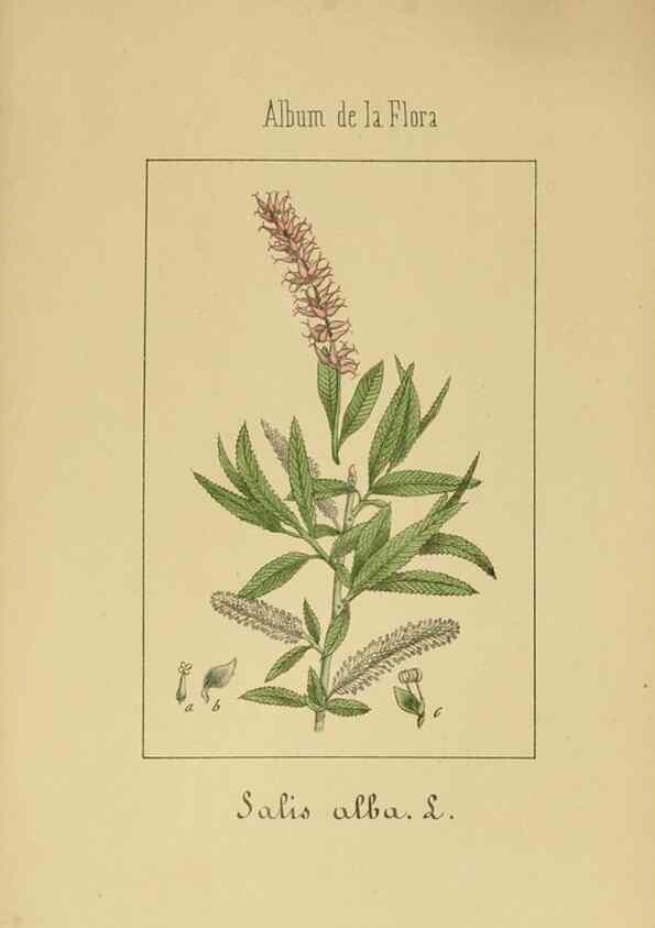 Reproducción/Reproduction 8157650475: Album de la flora médico-farmacéutica é industrial, indígena y exótica,. Madrid,Impr. de la Galeria literaria,1862-64.