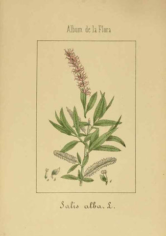 Reproducción/Reproduction 8157650475: Album de la flora médico-farmacéutica é industrial, indígena y exótica,. Madrid,Impr. de la Galeria literaria,1862-64.