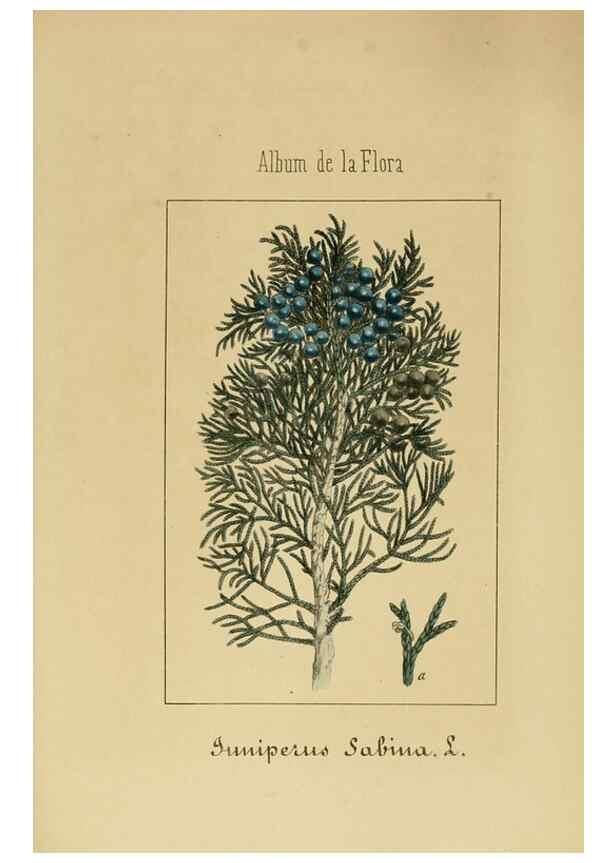 Reproducción/Reproduction 8157651061: Album de la flora médico-farmacéutica é industrial, indígena y exótica,. Madrid,Impr. de la Galeria literaria,1862-64.