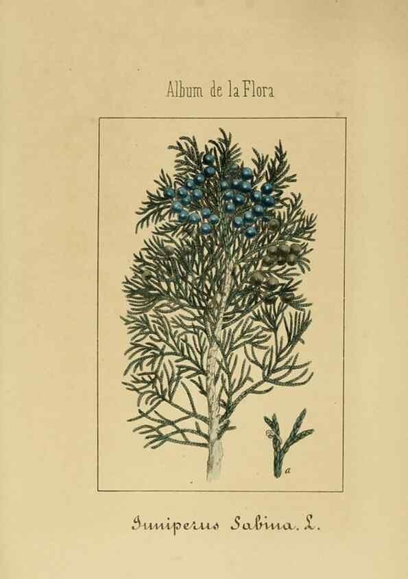 Reproducción/Reproduction 8157651061: Album de la flora médico-farmacéutica é industrial, indígena y exótica,. Madrid,Impr. de la Galeria literaria,1862-64.