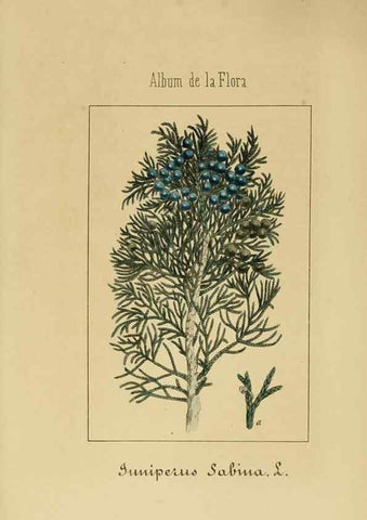 Reproducción/Reproduction 8157651061: Album de la flora médico-farmacéutica é industrial, indígena y exótica,. Madrid,Impr. de la Galeria literaria,1862-64.