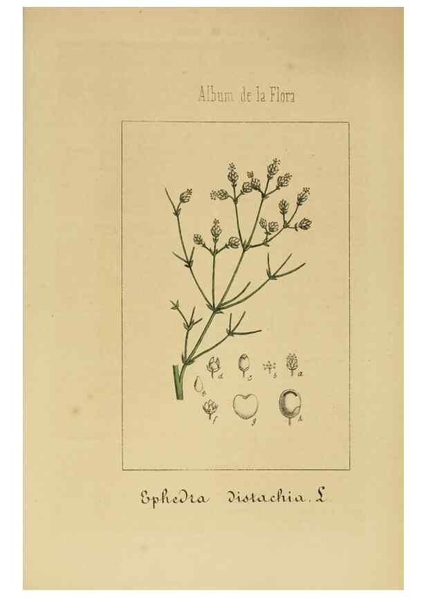 Reproducción/Reproduction 8157684700: Album de la flora médico-farmacéutica é industrial, indígena y exótica,. Madrid,Impr. de la Galeria literaria,1862-64.