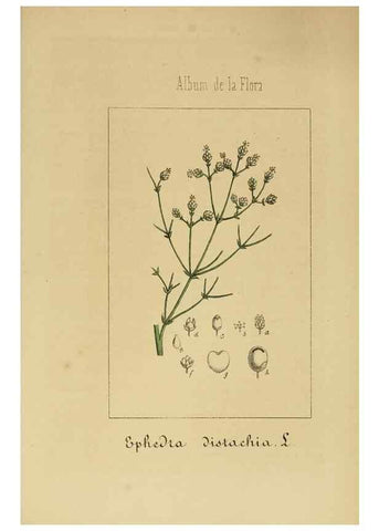 Reproducción/Reproduction 8157684700: Album de la flora médico-farmacéutica é industrial, indígena y exótica,. Madrid,Impr. de la Galeria literaria,1862-64.