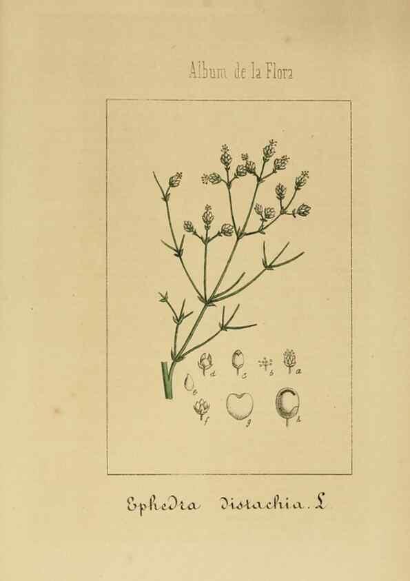 Reproducción/Reproduction 8157684700: Album de la flora médico-farmacéutica é industrial, indígena y exótica,. Madrid,Impr. de la Galeria literaria,1862-64.