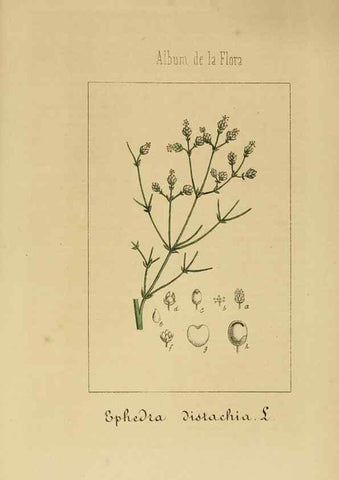 Reproducción/Reproduction 8157684700: Album de la flora médico-farmacéutica é industrial, indígena y exótica,. Madrid,Impr. de la Galeria literaria,1862-64.