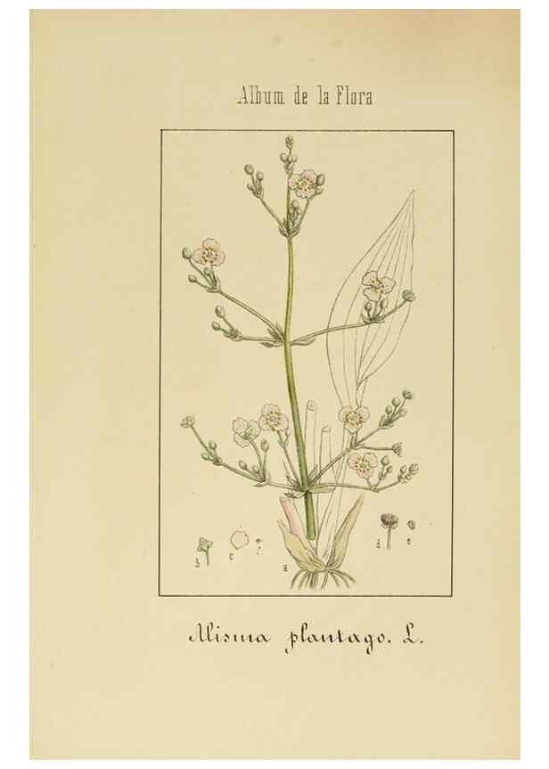 Reproducción/Reproduction 8157685164: Album de la flora médico-farmacéutica é industrial, indígena y exótica,. Madrid,Impr. de la Galeria literaria,1862-64.