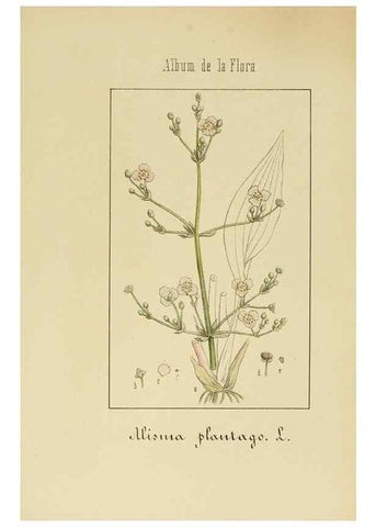 Reproducción/Reproduction 8157685164: Album de la flora médico-farmacéutica é industrial, indígena y exótica,. Madrid,Impr. de la Galeria literaria,1862-64.