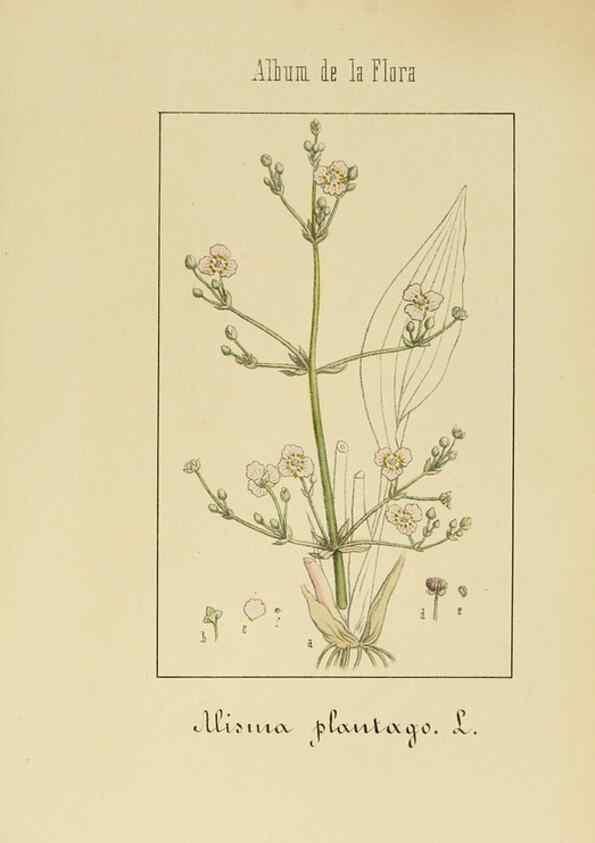 Reproducción/Reproduction 8157685164: Album de la flora médico-farmacéutica é industrial, indígena y exótica,. Madrid,Impr. de la Galeria literaria,1862-64.
