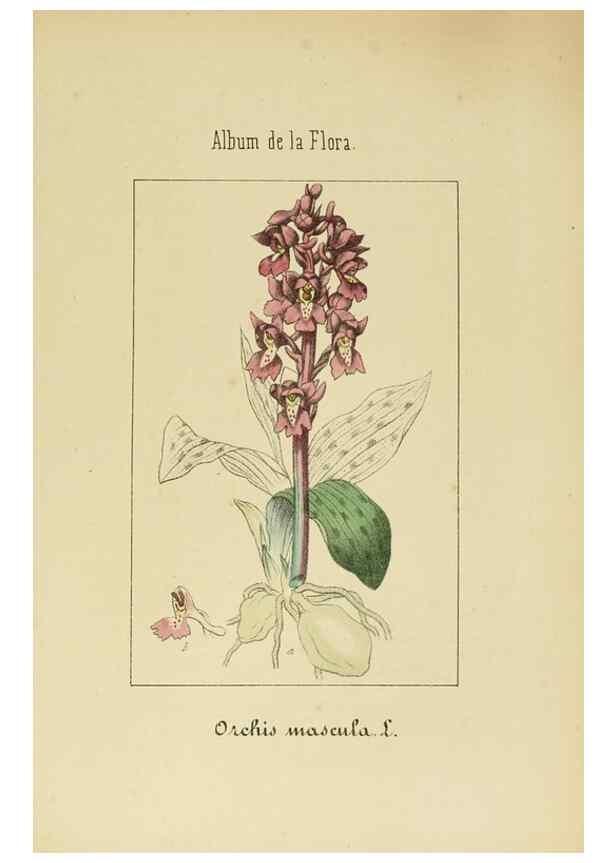 Reproducción/Reproduction 8157686044: Album de la flora médico-farmacéutica é industrial, indígena y exótica,. Madrid,Impr. de la Galeria literaria,1862-64.