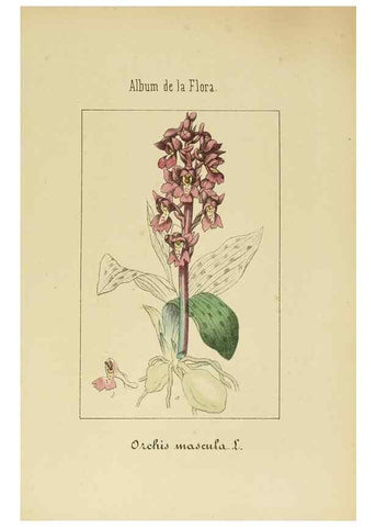 Reproducción/Reproduction 8157686044: Album de la flora médico-farmacéutica é industrial, indígena y exótica,. Madrid,Impr. de la Galeria literaria,1862-64.