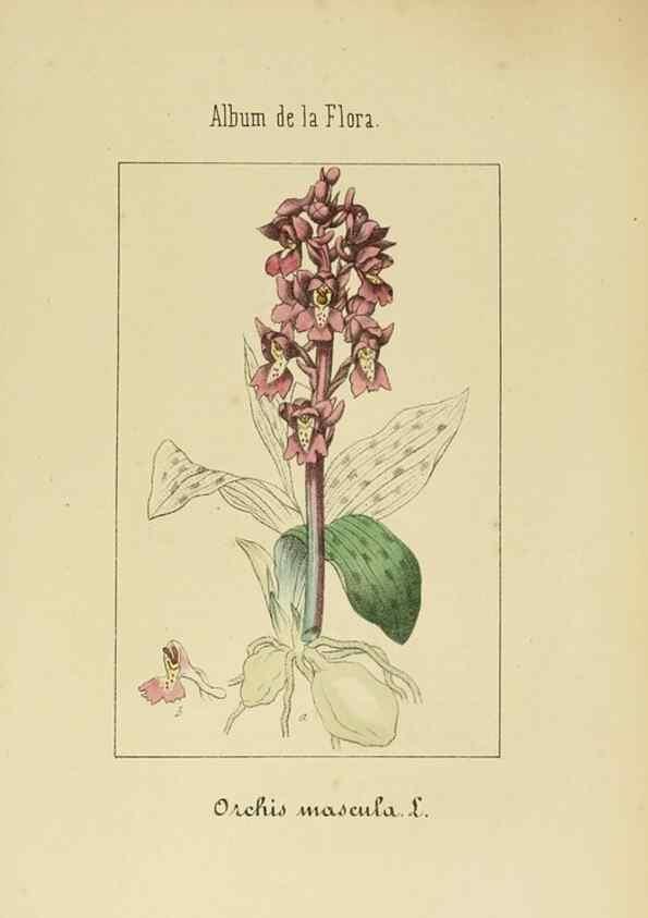 Reproducción/Reproduction 8157686044: Album de la flora médico-farmacéutica é industrial, indígena y exótica,. Madrid,Impr. de la Galeria literaria,1862-64.