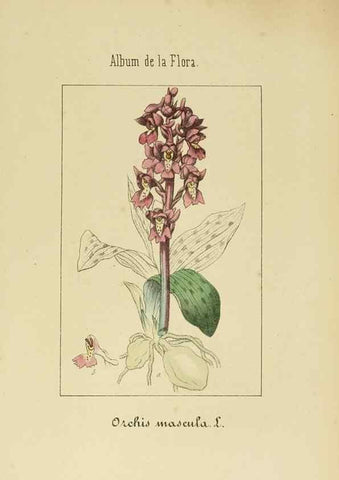 Reproducción/Reproduction 8157686044: Album de la flora médico-farmacéutica é industrial, indígena y exótica,. Madrid,Impr. de la Galeria literaria,1862-64.